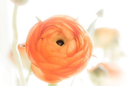 Ranunkel - Blüte in sattem Orange mit weisser weicher Vignette