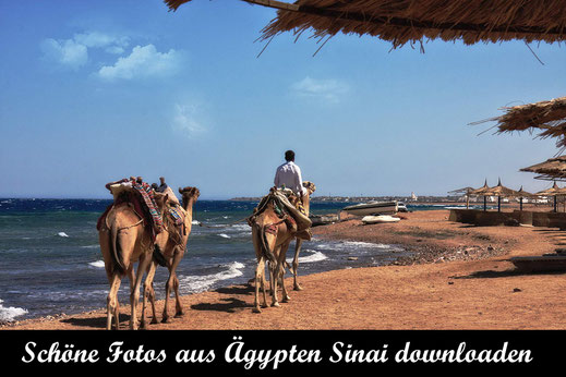 Kamelreiten am Strand im Sinai-Reisefotografie Ägypten