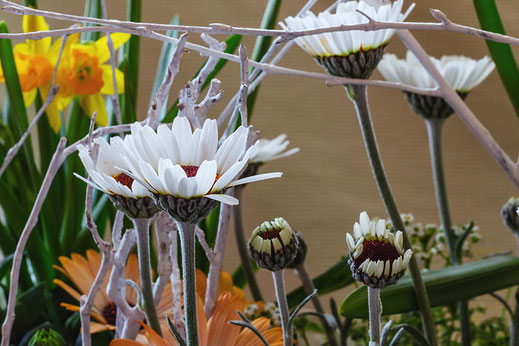 Rhodanthemum ♦ Marokkanische Margeriten © Jutta M. Jenning ♦ www.mjpics.de