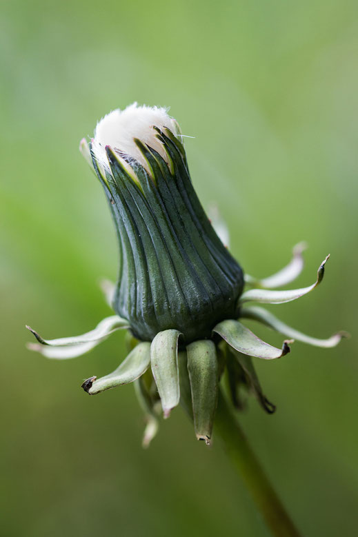 Knospe des Löwenzahns macro hochkant