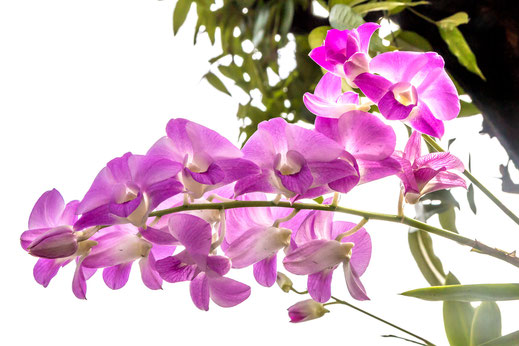 orchidee-blueten-rosa
