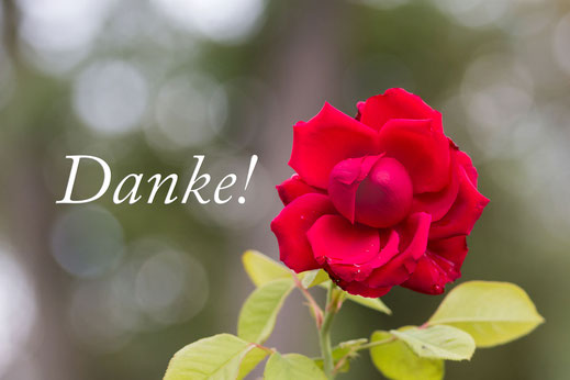 Grußkarte-"Danke" mit wunderschöner aufgeblühter roter Freilandrose mit Blättern mit Bokeh-Hintergrund