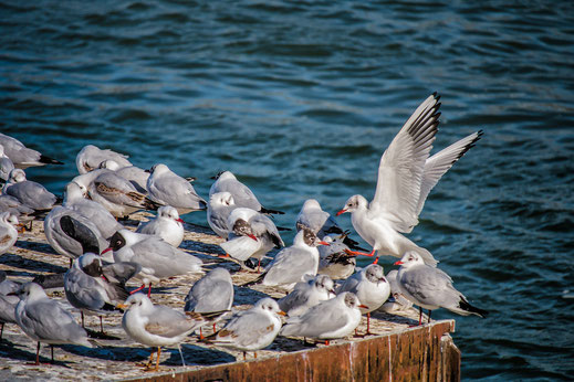 Möwen am Rhein © Jutta M. Jenning mjpics