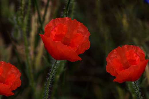 Mohnblumen-Klatschmohn rot