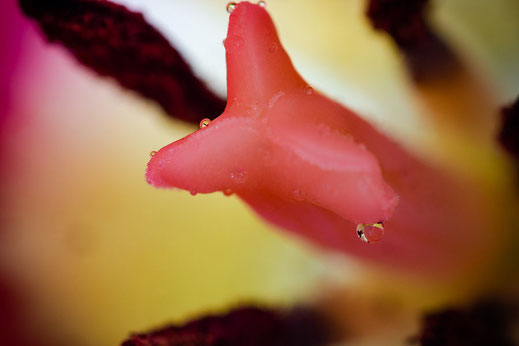 Blütenstempel einer Tulpe mit Wassertropfen © Jutta M. Jenning ♦ mjpics.de.de