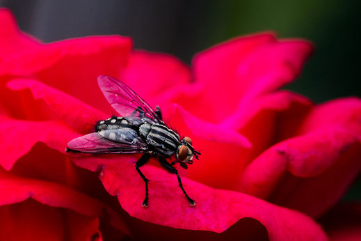 Fleischfliege sitzt auf roter Rosenblüte