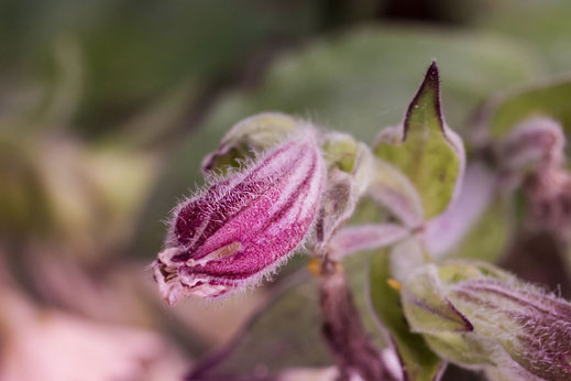 Knospe der Lichtnelke - Leimkraut macro