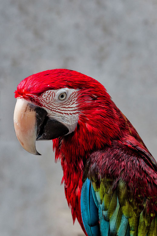 Reizende Vogel Bilder Kostenlos Mjpics Fotografie