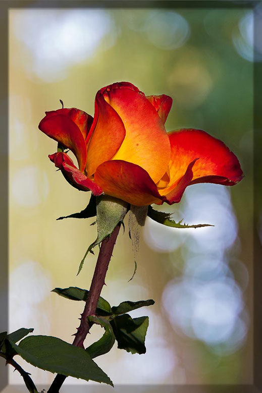 Rot orangefarbene Freilandrose mit Bokeh Hintergrund