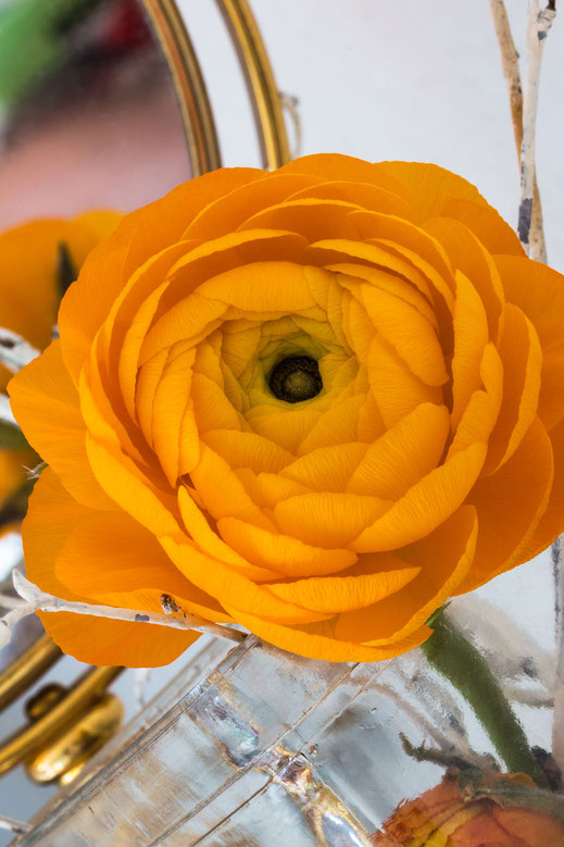 Ranunkel - Blüte in sattem Orange vor Spiegel Hochkant
