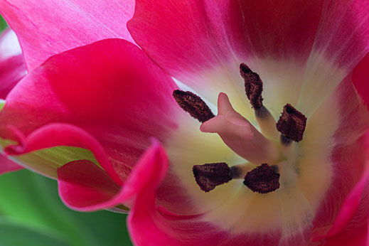 Blütenstempel einer Tulpe © Jutta M. Jenning ♦ mjpis.de