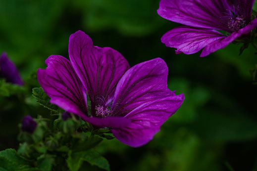 Wilde Malve violett-Blüte © Jutta M. Jenning ♦ www.mjpics.de