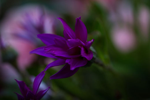 lilafarbene Senetti-Blüte Macroaufnahme