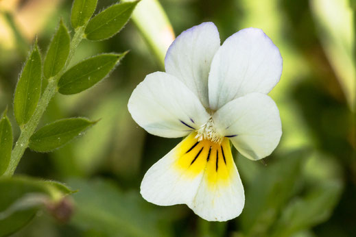 Wildes weisses Siefmütterchen auf der Wiese