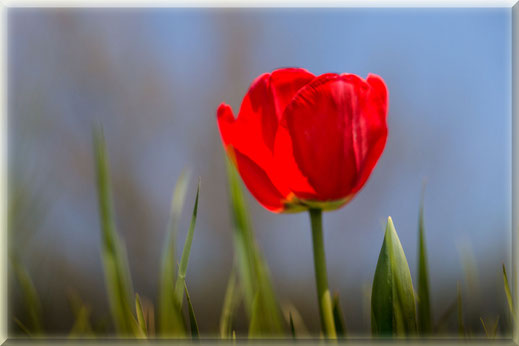 Rote Tulpe auf der Wiese-Foto gerahmt © Jutta M. Jenning