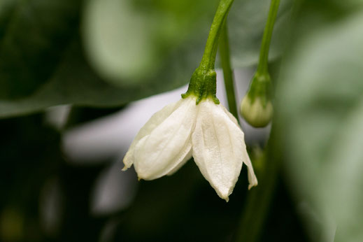 Chiliblüte einzeln am Strauch