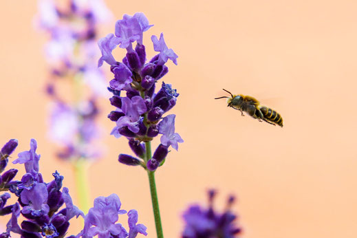 Wildbiene im Anflug zum duftenden Lavendel © www.mjpics.de