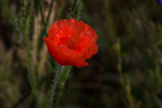 Mohnblume-Klatschmohn rot