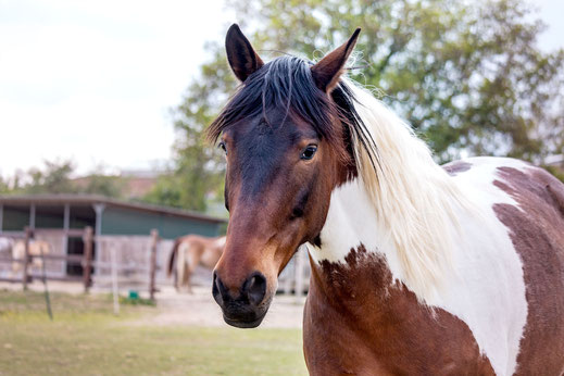 braun-weiss-geschecktes-pferd-portrait