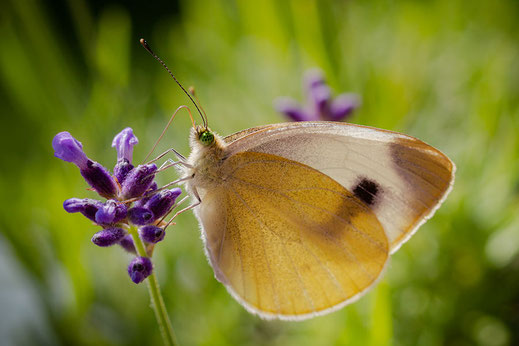 Kohlweißling Seitenansicht an Lavendel © Jutta M. Jenning ♦ www.mjpics.de