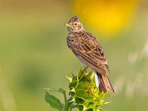 Quelle: Vogelwarte Sempach
