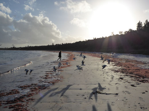 Jervis Bay, NSW
