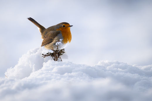 © Dr. Olaf Broders