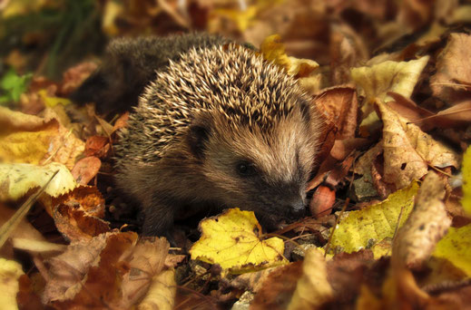 Igel im Herbstlaub, Foto: pixabay