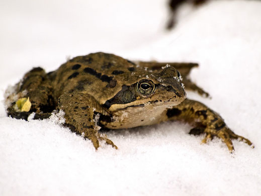 Frosch im Schnee, Foto: pixabay