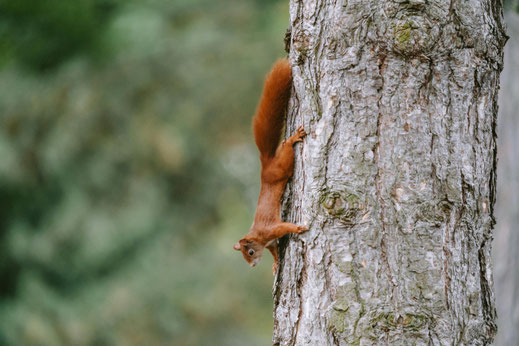 Eichhörnchen, das einen Baumstamm hinunter läuft
