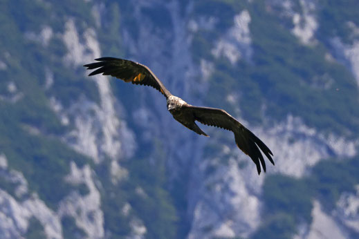 Bartgeier Wally im Flug, Foto: Markus Leitner