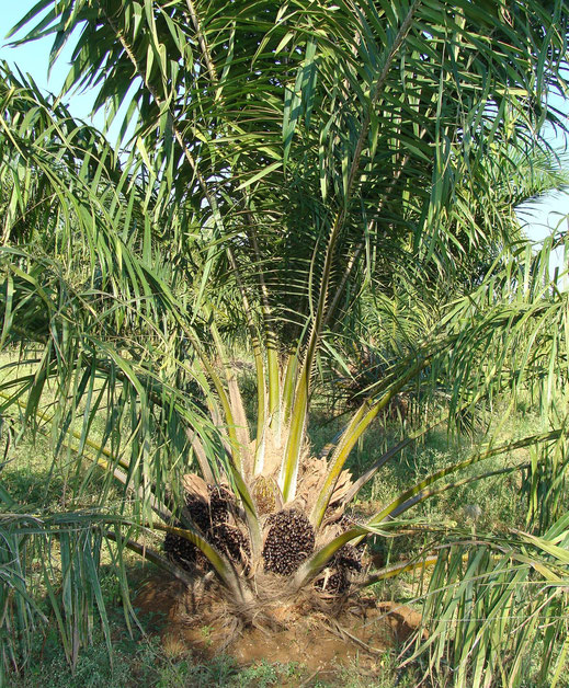 Palmöl Baum