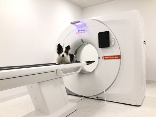 CT für Hunde, Katzen und Kleintiere, Computerthomographie Region Innsbruck- professionelle Diagnose für Ihren Hund bei vetpix.at