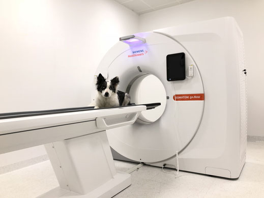 Mrt Hund Osterreich Vetpix Mrt Fur Hunde Kleintierdiagnostik