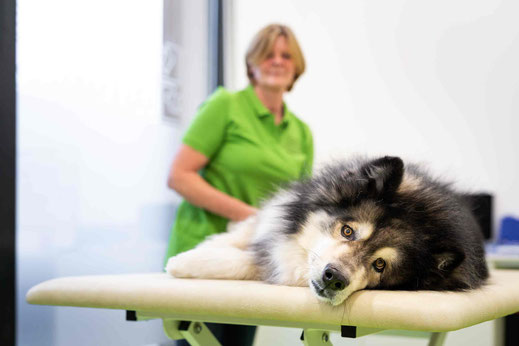 Physiotherapie für Hunde und Kleintiere bei vetpix.at - Begleitende Therapie für Ihren Hund
