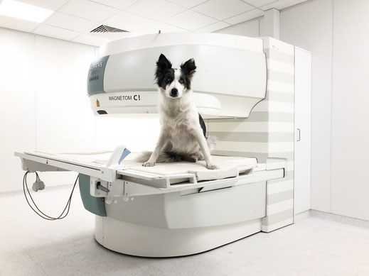 MRT für Hunde, Katzen und Kleintiere, Magnet-Resonanz-Thomographie - professionelle Diagnose für Ihren Hund bei vetpix.at
