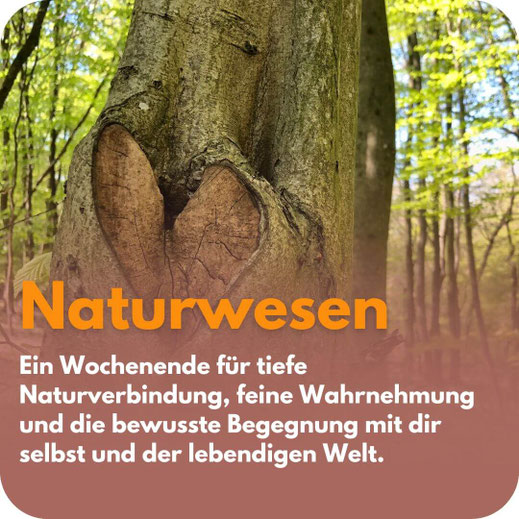 Baumstamm mit herzförmiger Verwachsung im grünen Wald. Text: „Naturwesen – Ein Wochenende für tiefe Naturverbindung und bewusste Begegnung.“