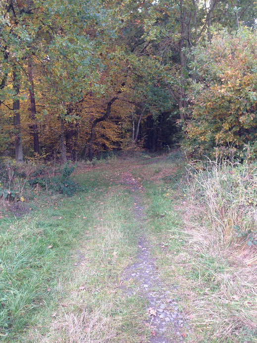Blick zurück Richtung Grube: hier lief die Trasse rechts vom Weg, kreuzt schräg den Querweg und verschwindet in dem dunklen Loch im Wald