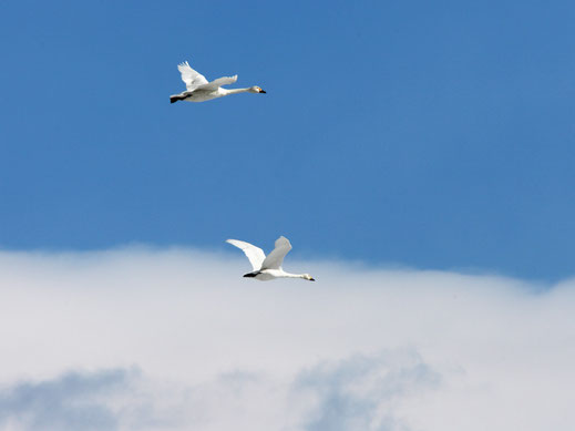 青空を飛ぶ白鳥