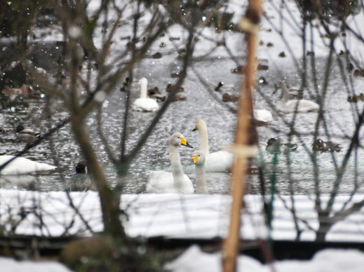 雪の湖岸で過ごす白鳥