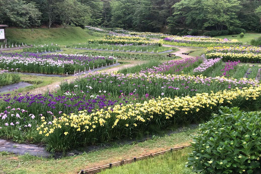 しばたあやめまつり｜新発田あやめ祭り【五十公野公園あやめ園】の全景