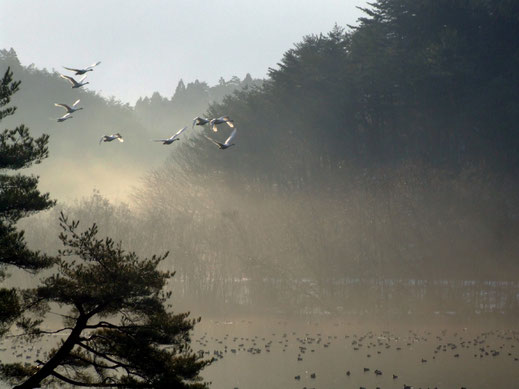 朝の升潟から飛び立つ白鳥の群れ