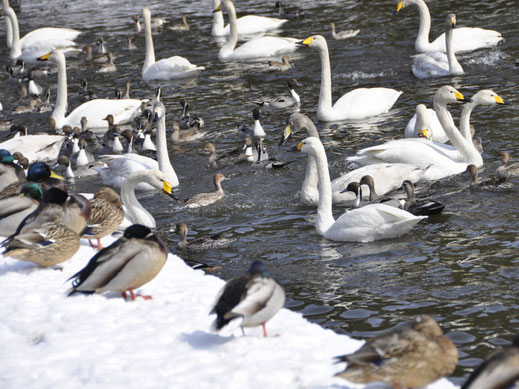水辺で過ごす白鳥と水鳥の様子