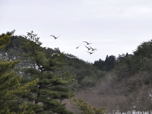 山の上空を飛ぶ白鳥の群れ