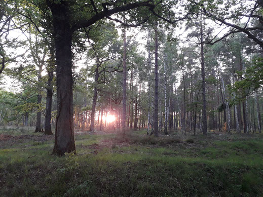 BIVOUAC NATURE EN SOLOGNE : 5 et 6 juin 2021 au cœur du Domaine forestier de Cheverny (Loir-et-Cher)