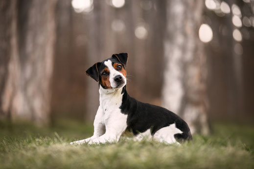 Ein Hund liegt auf einer Wiese, im Hintergrund ein Wald.