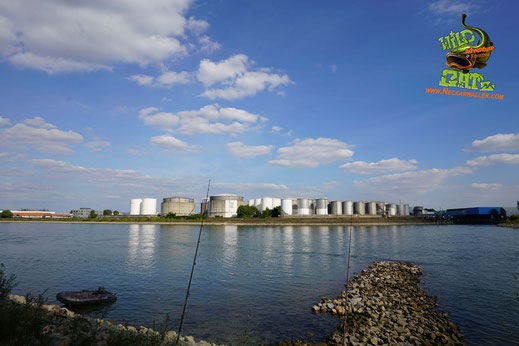 Angelt man am Rhein oder an anderen schnell Fließenden Gewässern halten normale Bleigewichte die Montage nicht am Gewässergrund, deswegen benutze ich Steine als Gewichte.