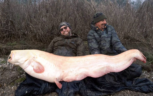 Patrick Haas und Peter Merkel mit einem schönen Albino fang aus dem Rhein