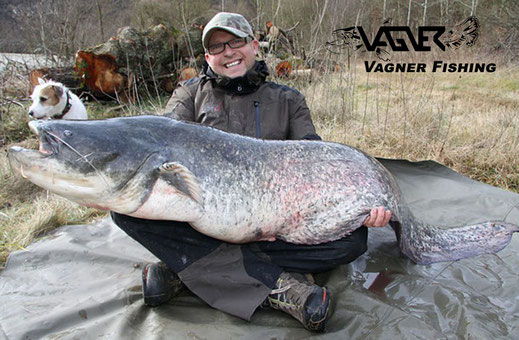 Vagner Fishing - In Deutschland fischt Welsguide Peter Merkel gerne an seinem Hausgewässern Neckar und Rhein, leider hat sich am Neckar die Waller Population zurück entwickelt. Deswegen befische ich denn Neckar momentan sehr selten.