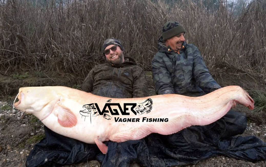 Vagner Fishing - Der Fang ist schon von daher besonders da frei geboren und aufgewachsene Albinowelse extrem selten sind in den Gewässersystemen dieser Welt.